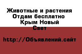 Животные и растения Отдам бесплатно. Крым,Новый Свет